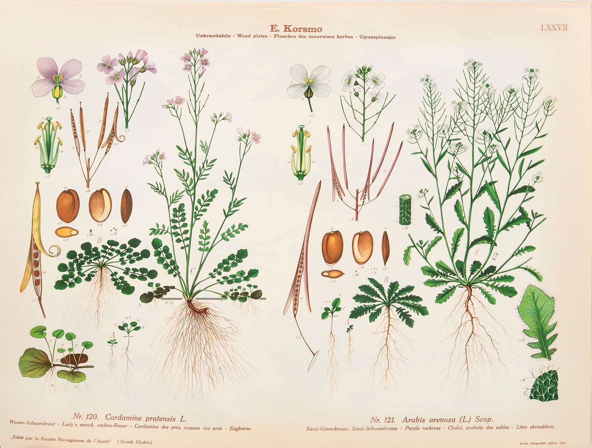 Emil Korsmo, 31 lithographic weed plates.