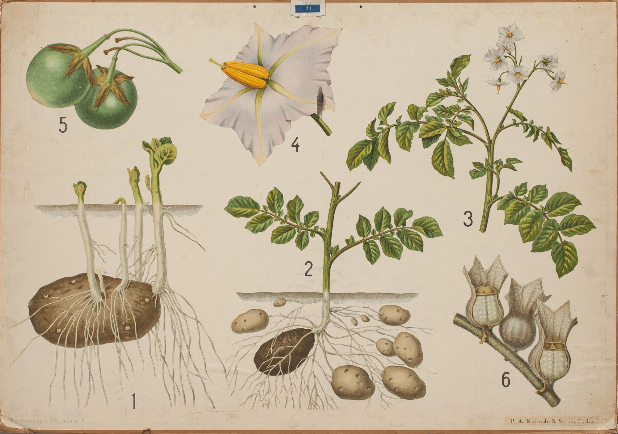 SKOLPLANSCHER, 4 st. 1900-tal.