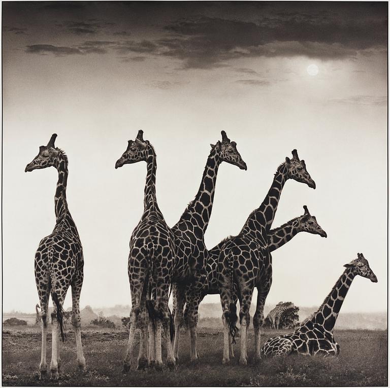 Nick Brandt, "Giraffe Fan, Aberdares, 2000".