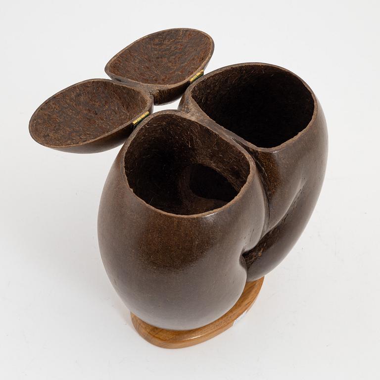 Ask, dubbelkokosnöt, så kallad Coco de Mer, Lodoicea maldivica.