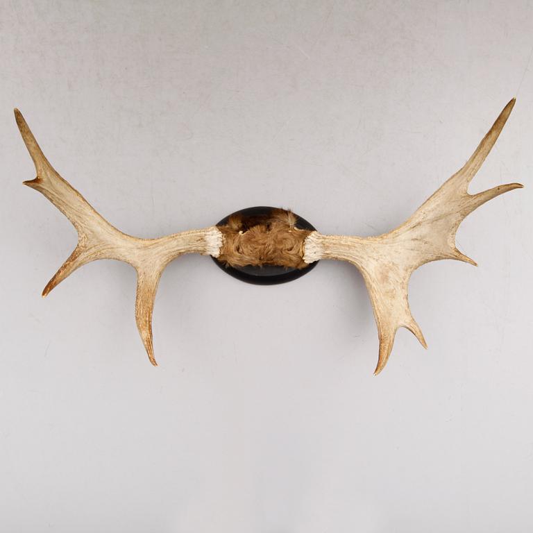 ÄLGHORN, daterad 1906.