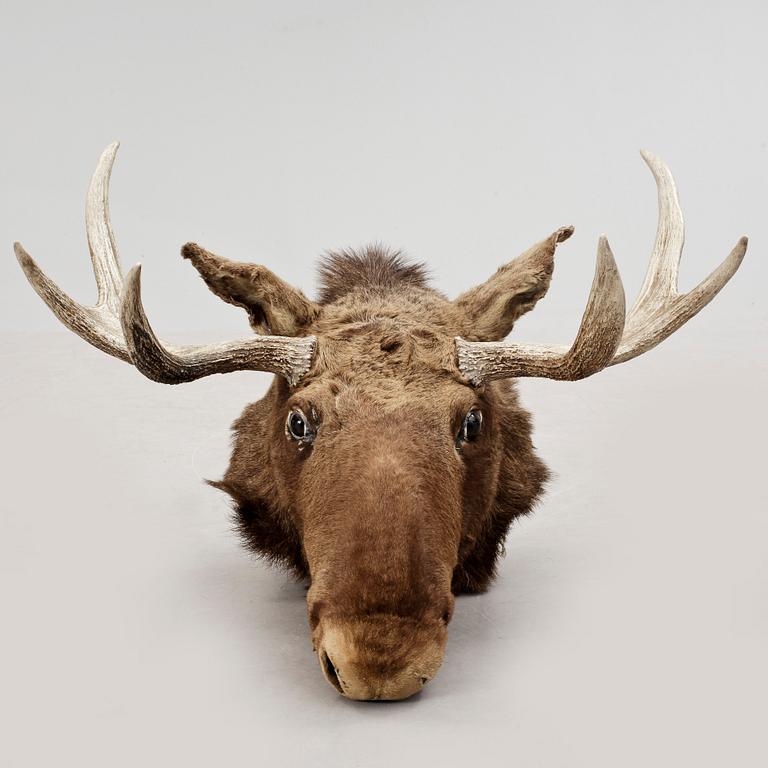 JAKTTROFÉ, älghuvud, Sverige, 1900-talets första hälft.