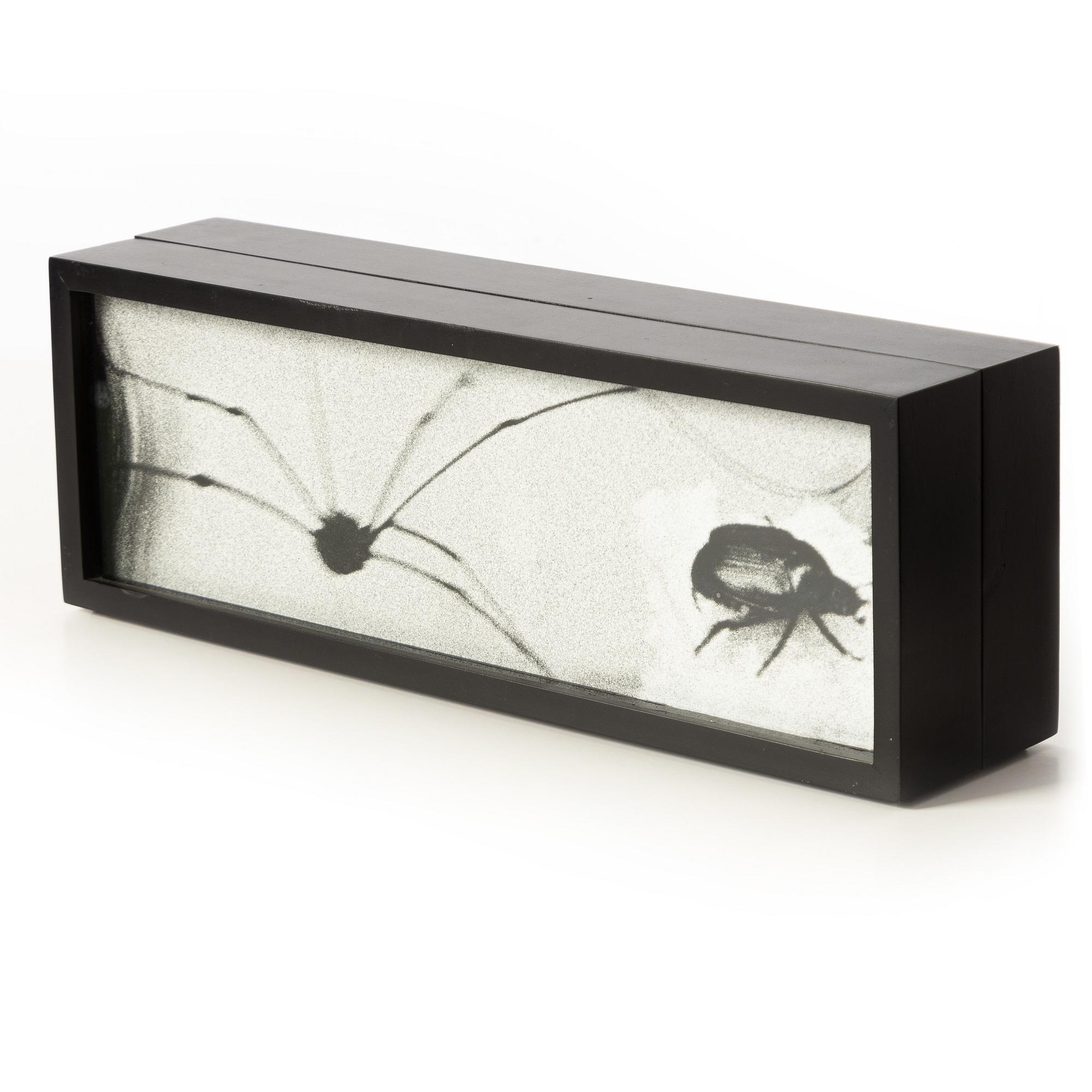 Hope Sandrow, "Spider Beetle", 1989.