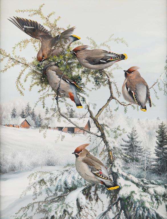 Teppo Terä, Bohemian Waxwings.