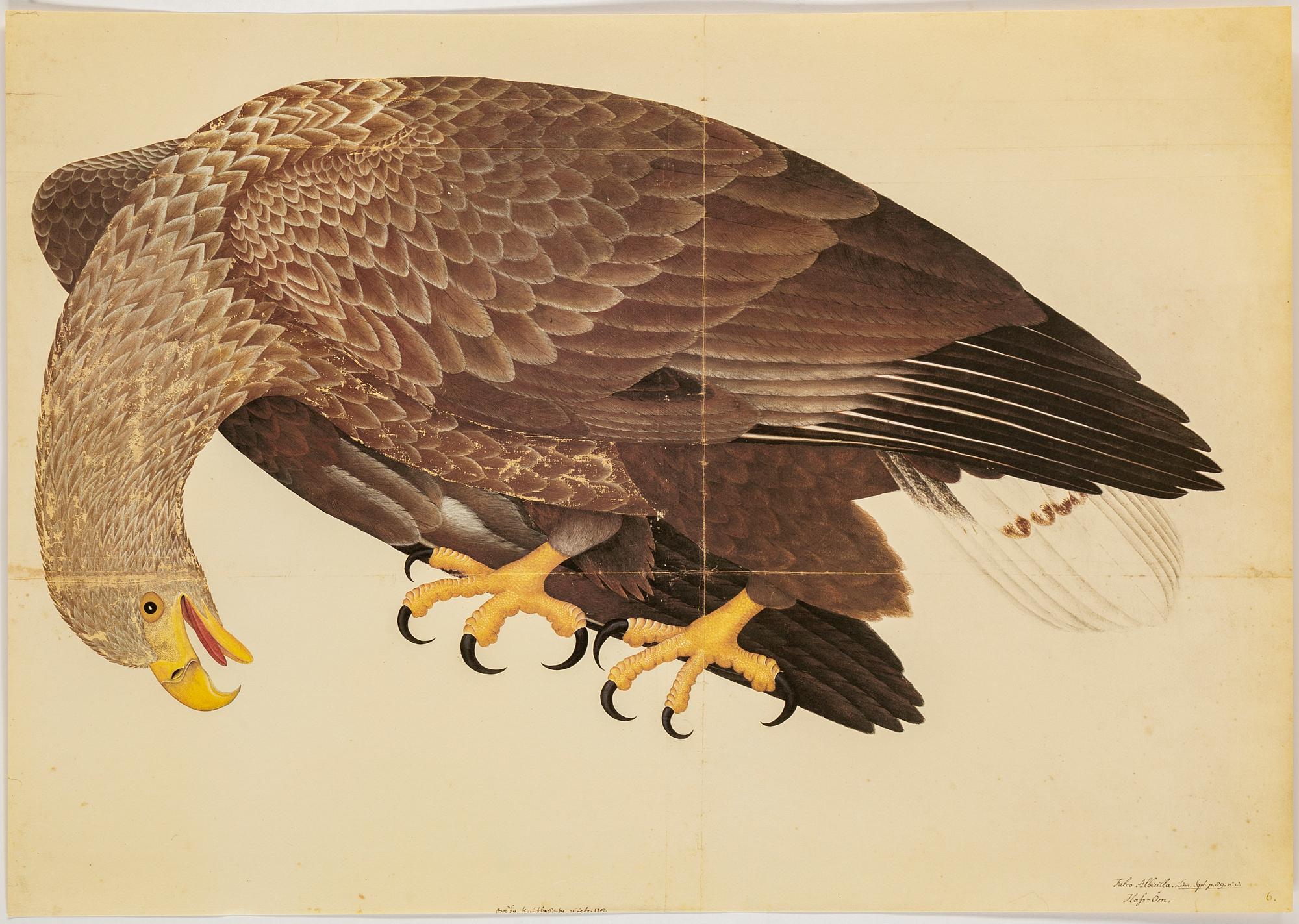 Olof Rudbeck the younger, after, a portfolio and two books, 1985. Numbered 285/1499.