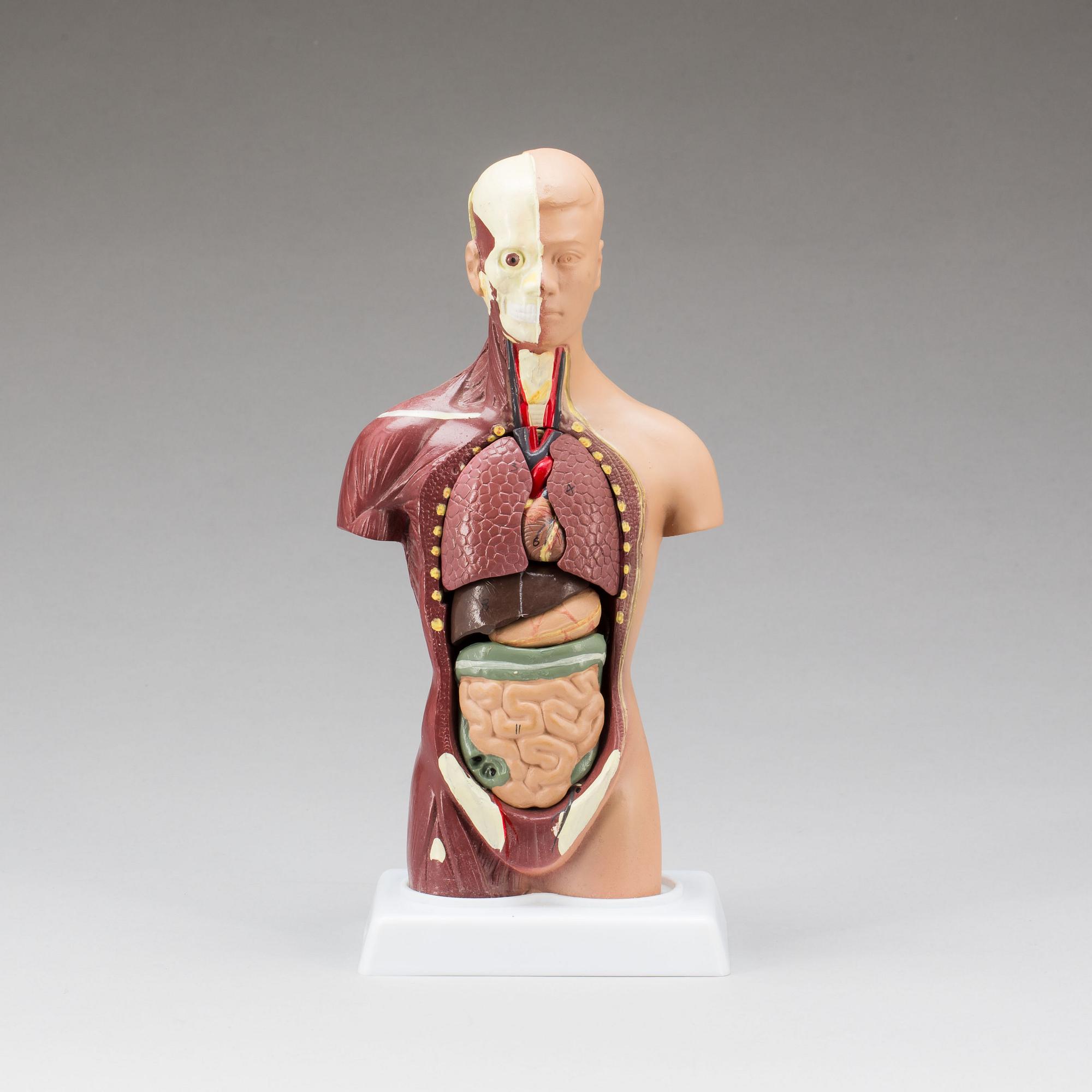 ANATOMISK MODELL, 1900-talets slut.
