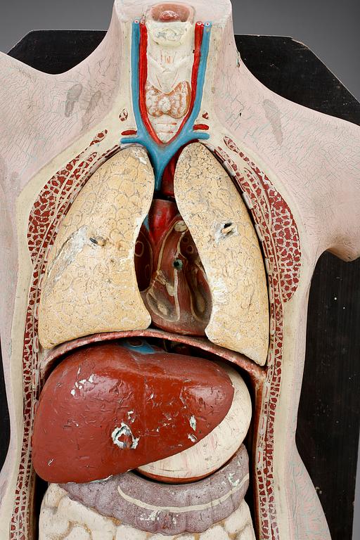 ANATOMISK BYST, 1900-tal.