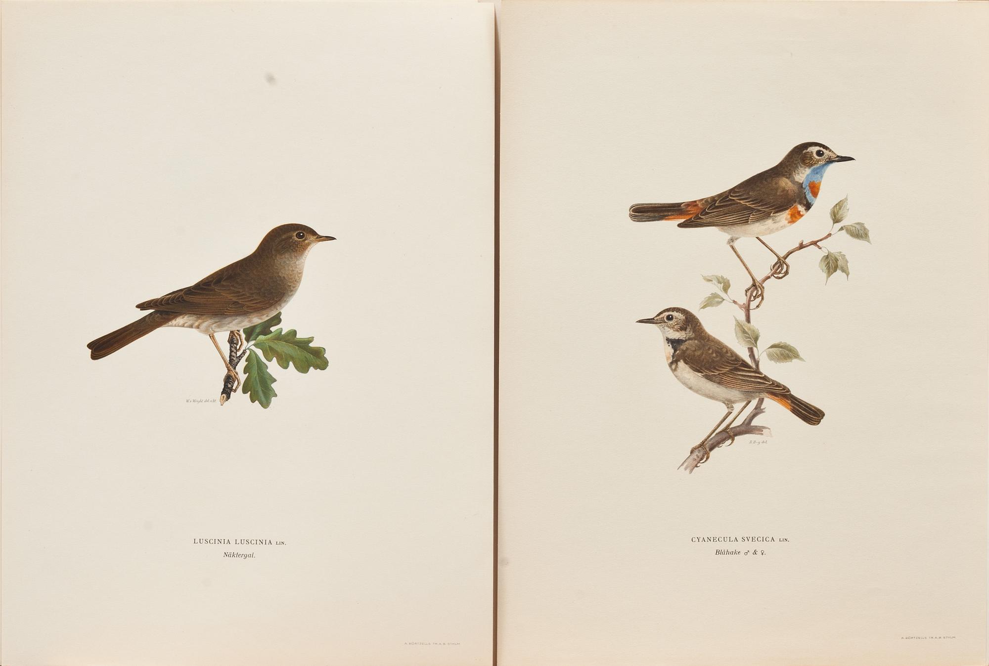 WILHELM VON WRIGHT, ca 320 st, litografiska tryck, "Svenska fåglar".