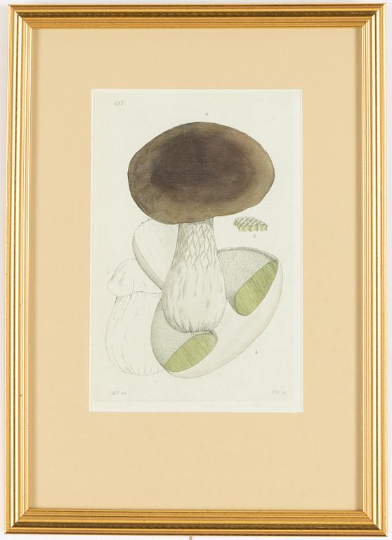Twelve hand-coloured engravings, J.W. Palmstruch, from 'Svensk Botanik', 1802-1840.