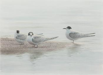 Lars Jonsson, Tern.