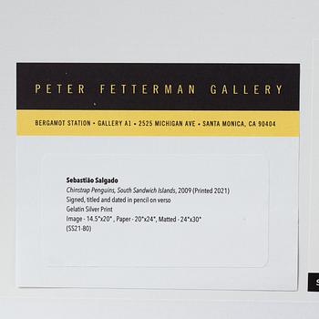 Sebastião Salgado, "Chinstrap Penguins, South Sandwich Island", 2009.