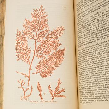 BOOKS, 12 volumes, 'English Botany' by Sir James Edward Smith, James Sowerby, London, 1832-46.