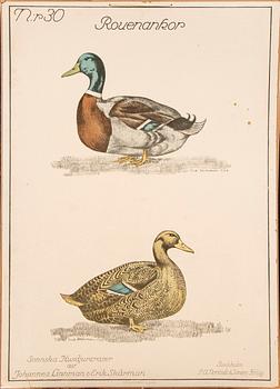 A set of three school posters early 1900s.