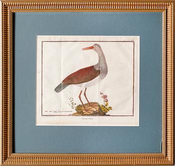 GRAVYRER, 2 st, efter Martinet, kolorerade, 1800-tal.