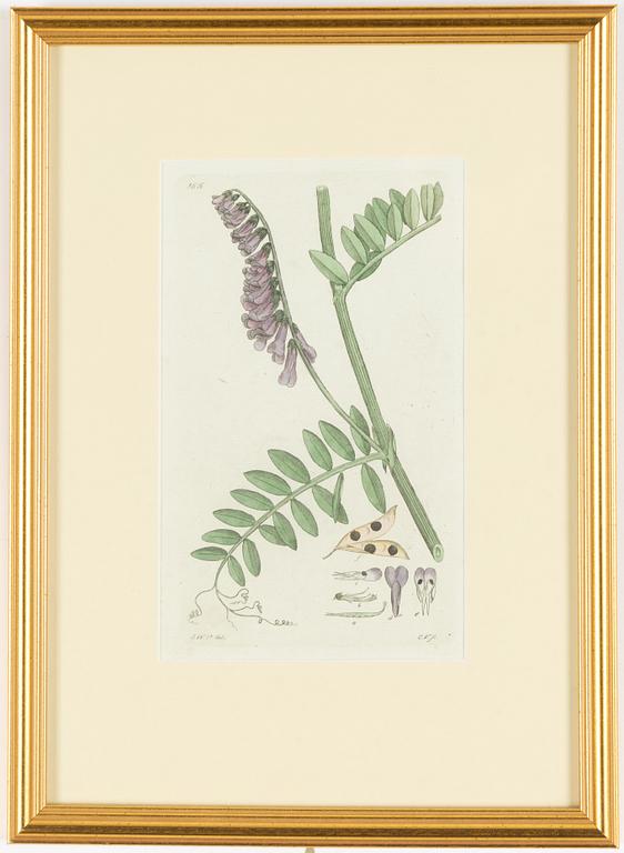 Twelve hand-coloured engravings, J.W. Palmstruch, from 'Svensk Botanik', 1802-1840.