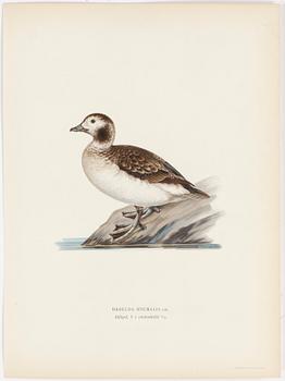 LITOGRAFISKA TRYCK, 40 st, ur M och W von Wrights "Svenska fåglar", A. Börtzells, Stockholm, 1917-29.