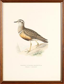 LITOGRAFISKA TRYCK, 13 st, ur von Wrights "Svenska fåglar", A. Börtzells, Stockholm.