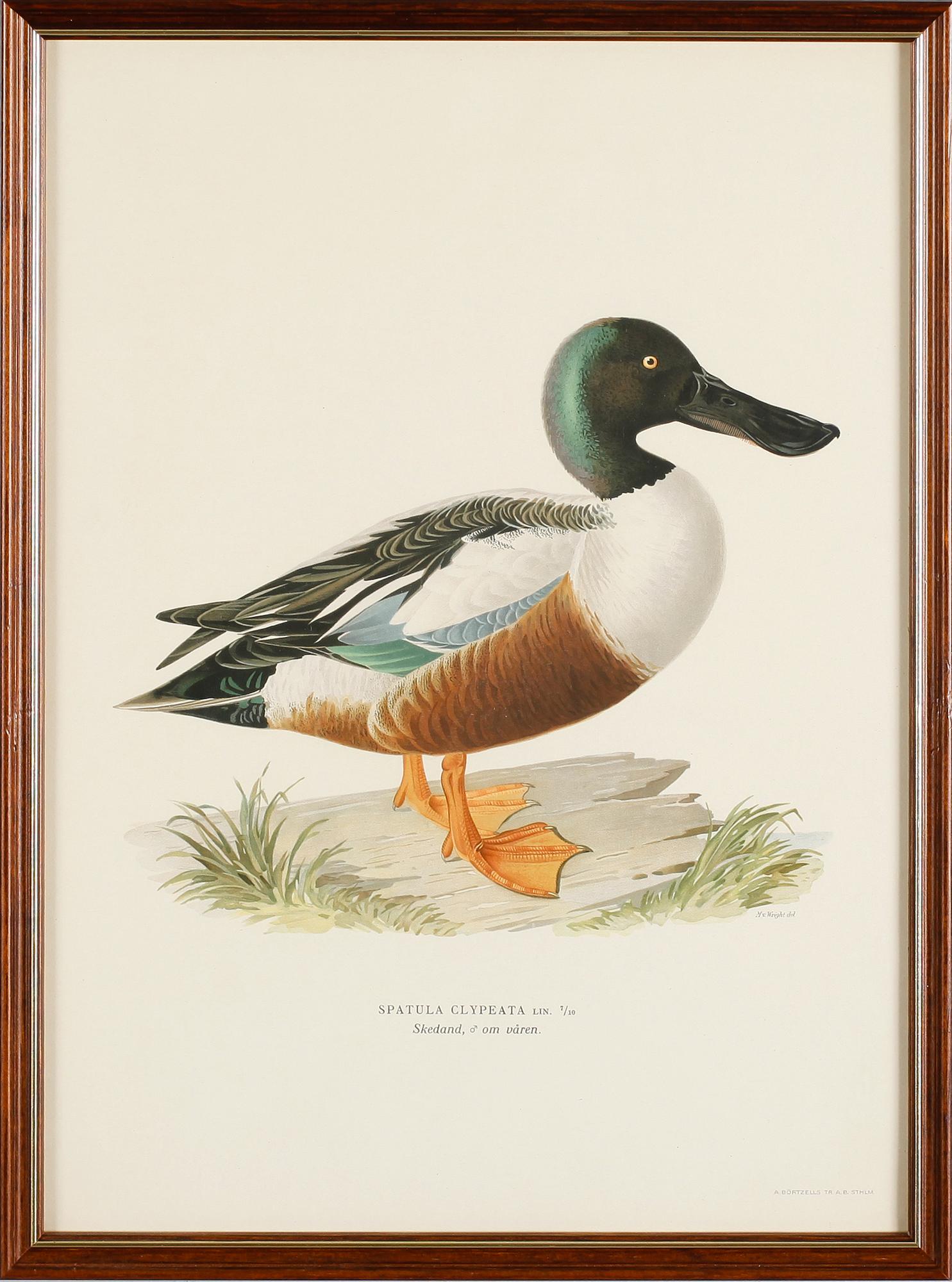 LITOGRAFISKA TRYCK, 13 st, ur von Wrights "Svenska fåglar", A. Börtzells, Stockholm.