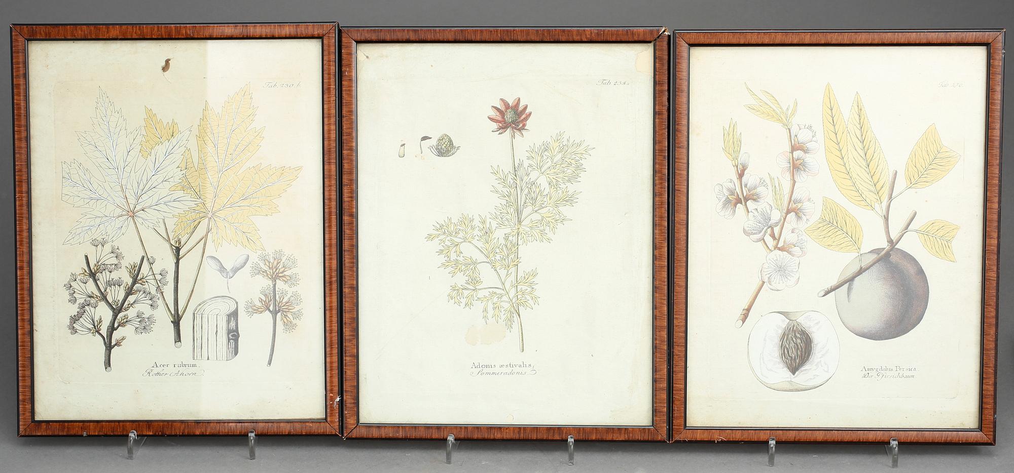 GRAVYRER, 10st, Botaniska planscher, 1700-tal/1800-talets första hälft.