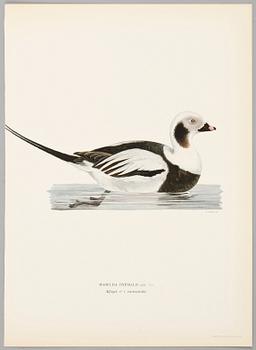 LITOGRAFISKA TRYCK, 124 st, ur von Wrights "Svenska fåglar", 1920-tal.