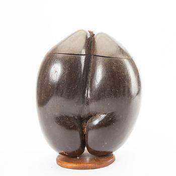 Ash, double coconut, so called Coco de Mer, Lodoicea maldivica.