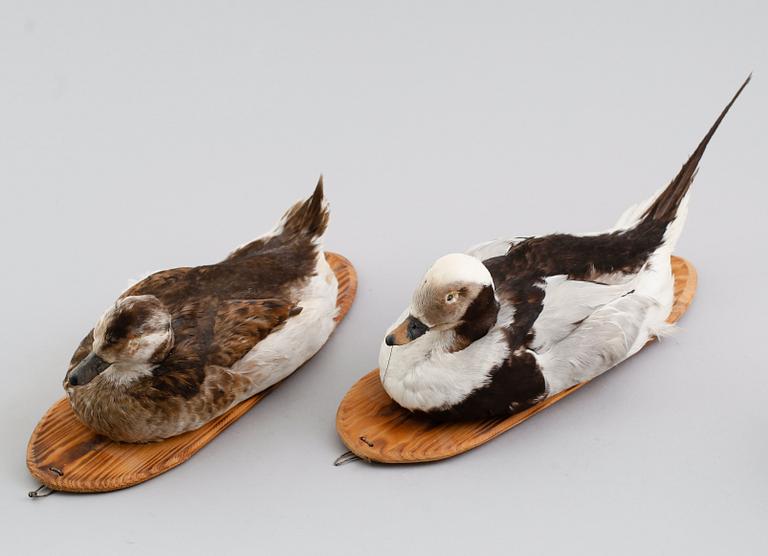 VETTAR, 2 st, 1900-talets andra hälft.