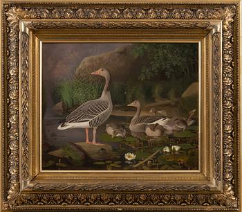 FERDINAND VON WRIGHT, "GREYLAG GEESE WITH CHICKS".