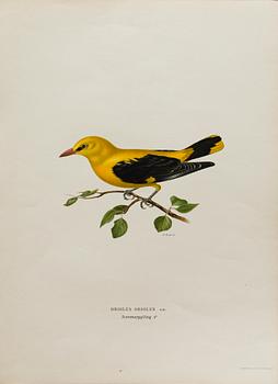 24 LITHOGRAPHIC PRINTS FROM M AND W WRIGHTS "SVENSKA FÅGLAR", A. Börtzells, Stockholm.