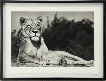 Håkan Ludwigson, 'Londolozi', 2008.