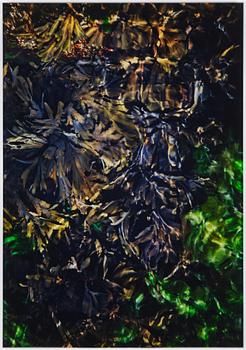 Lena Koller, "Tång", 2013 (Seaweed).