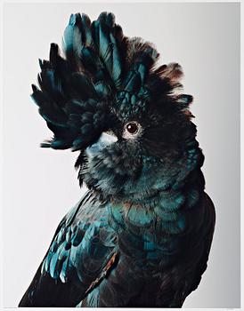 216. Leila Jeffreys, "Pete Red-Tailed Black Cockatoo", 2012.