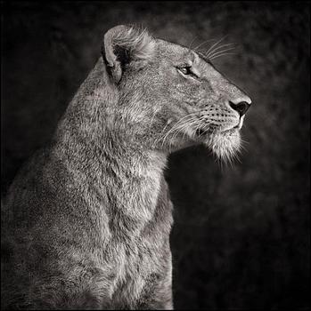 253. Nick Brandt, "Lioness Against Rock", 2007.