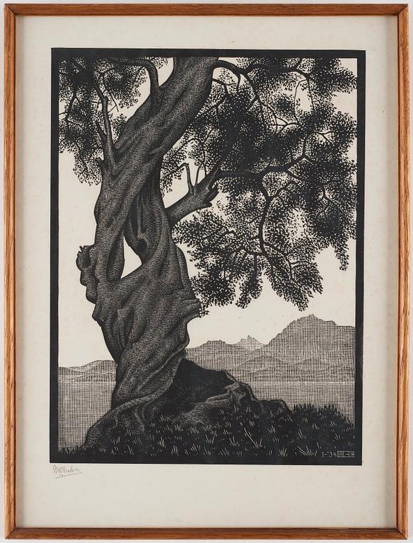 Maurits Cornelis Escher, ”Old olive tree, Corsica”.