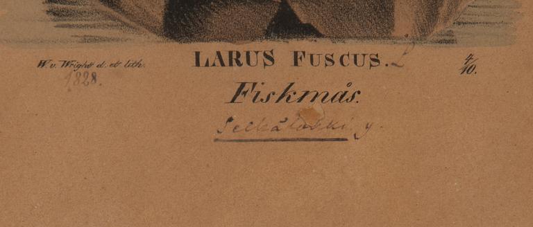 FÄRGLITOGRAFI, Wilhelm von Wright, ur verket "Svenska Foglar", daterad 1828, numrerad 4/10.