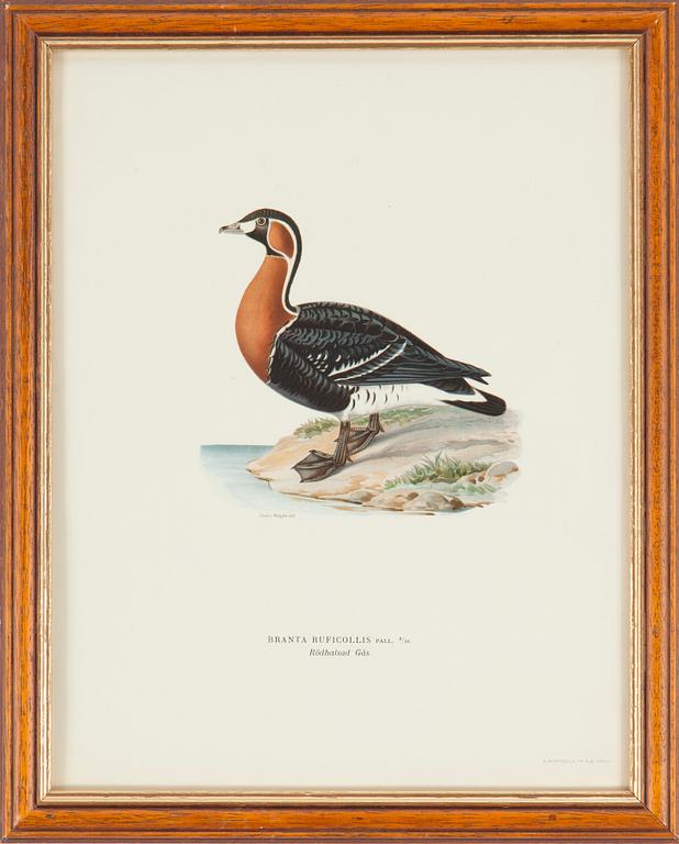 LITOGRAFISKA TRYCK, 5 st, ur M och W von Wrights "Svenska fåglar", A. Börtzells, Stockholm, 1917-29.