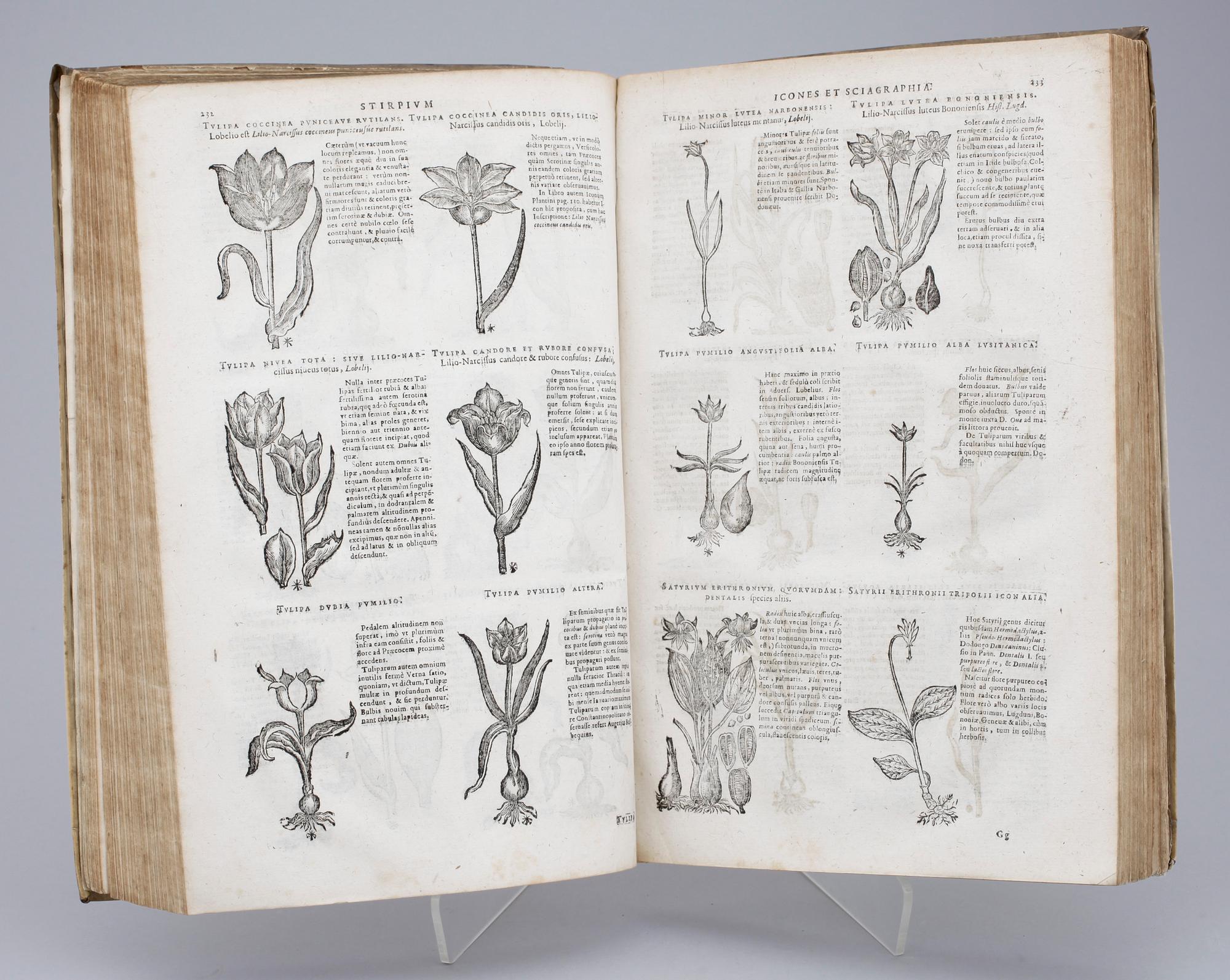 BOK, "Stirpium Icones et Sciagraphia", Dominique Chabrey, Geneve 1666.