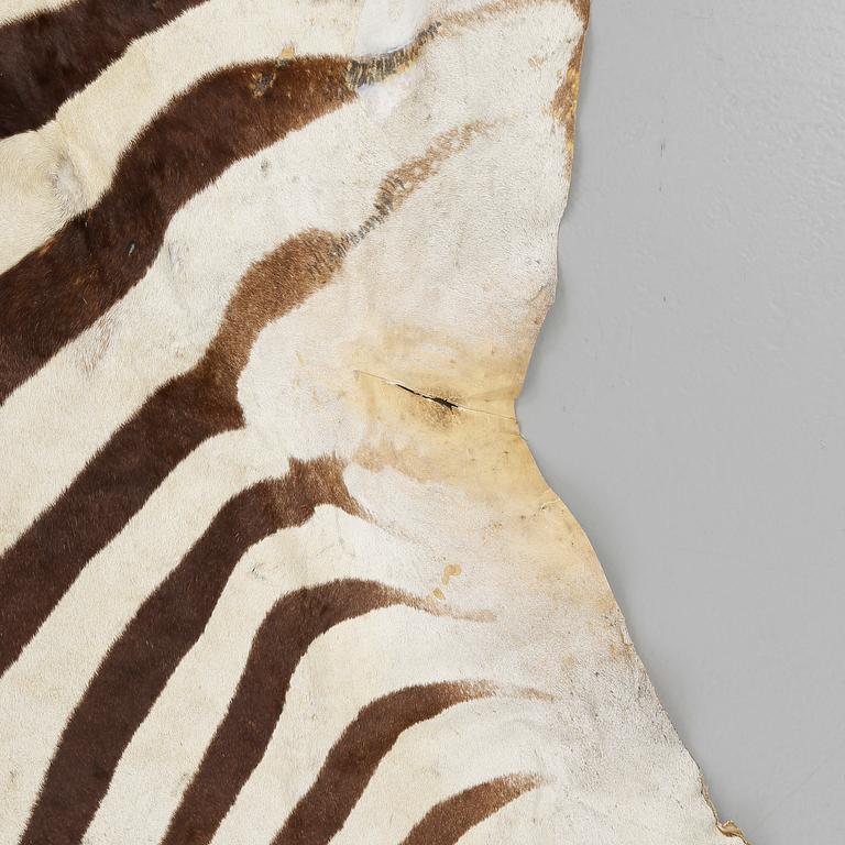 ZEBRASKINN, omkring 1900-talets mitt.