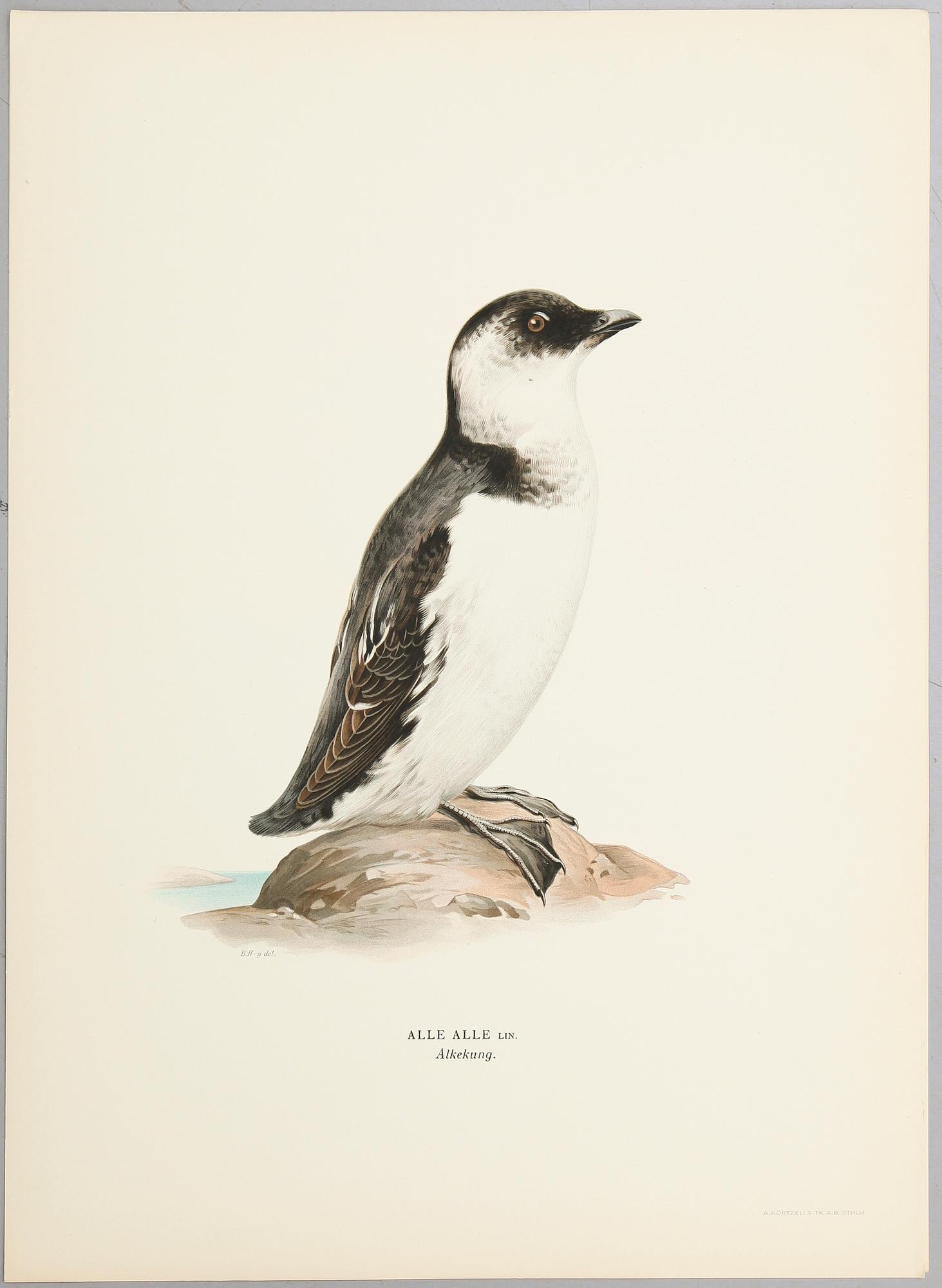 LITOGRAFISKA TRYCK, ca 30 st, ur M och W von Wright, Svenska fåglar.