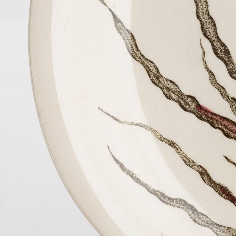 Eleven creamware plates and dish, 'Fish', Johnson Brothers, England.