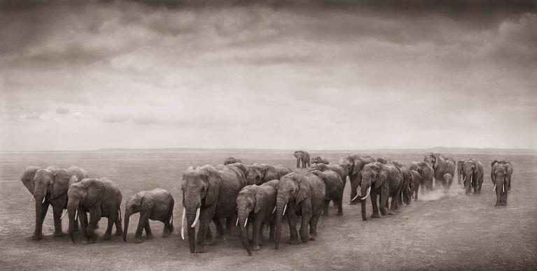 Nick Brandt, "Elephant Journey to Water, Ambroseli, 2008".