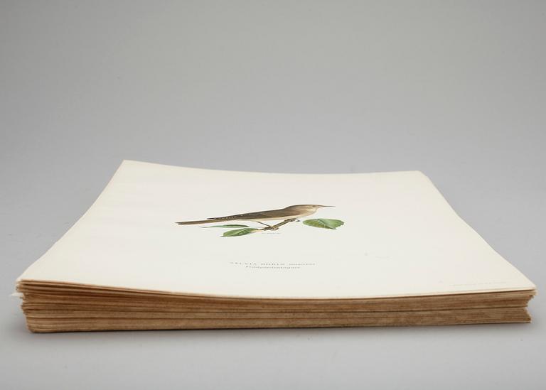 LITOGRAFISKA TRYCK, ca 100 st, ur von Wrights "Svenska fåglar", utgivna av A Börtzells, 1920-tal.