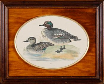 TAVLOR, 1 par, grafiska blad, 1900-tal.