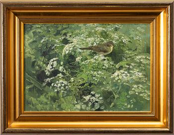 Thure Wallner, Common Chiffchaff.