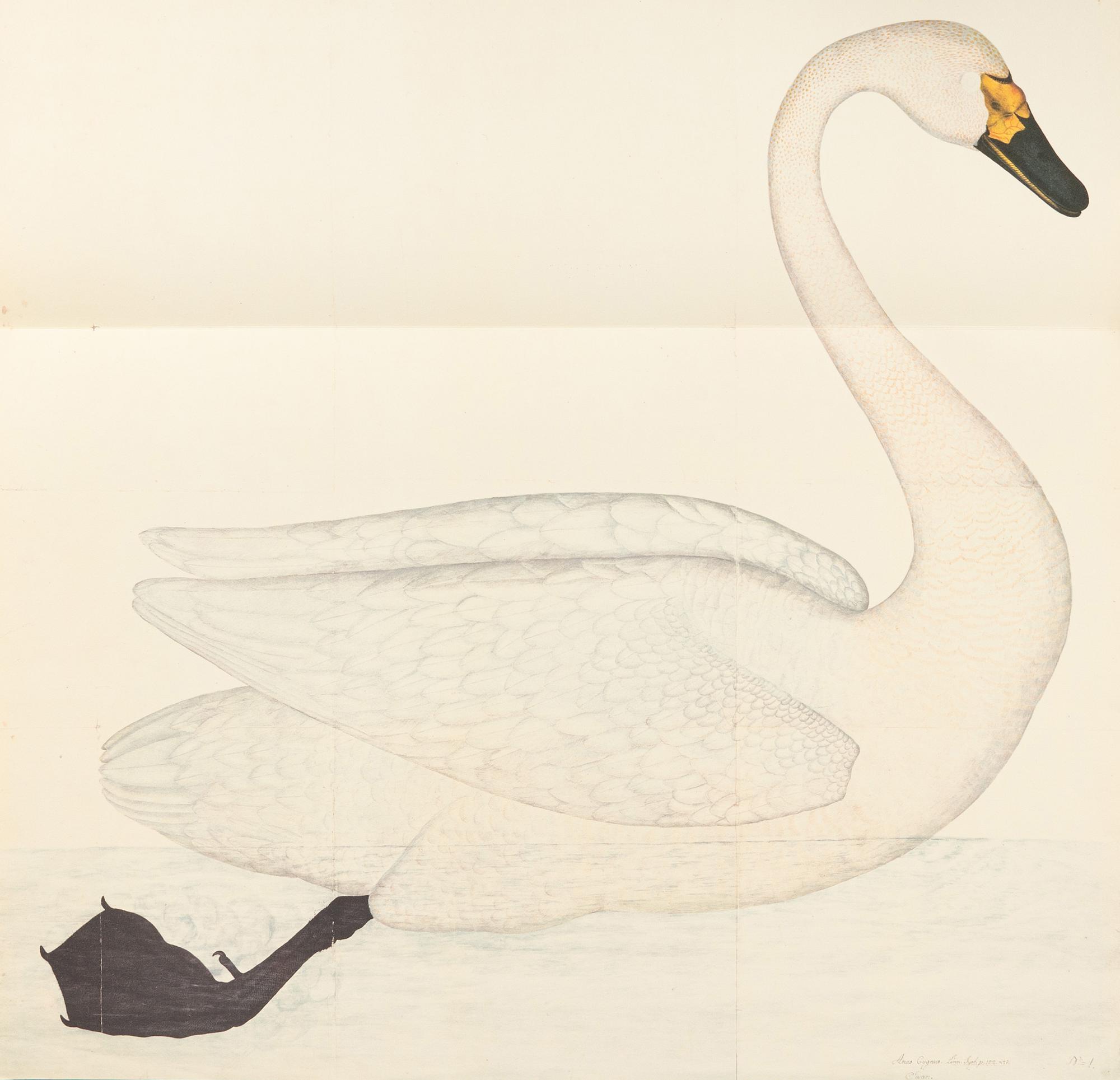 Olof Rudbeck the Younger, "Svenska fåglar", 2 portfolios.