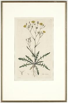 GRAVYRER, ett par, delvis handkolorerade, 1700-tal.