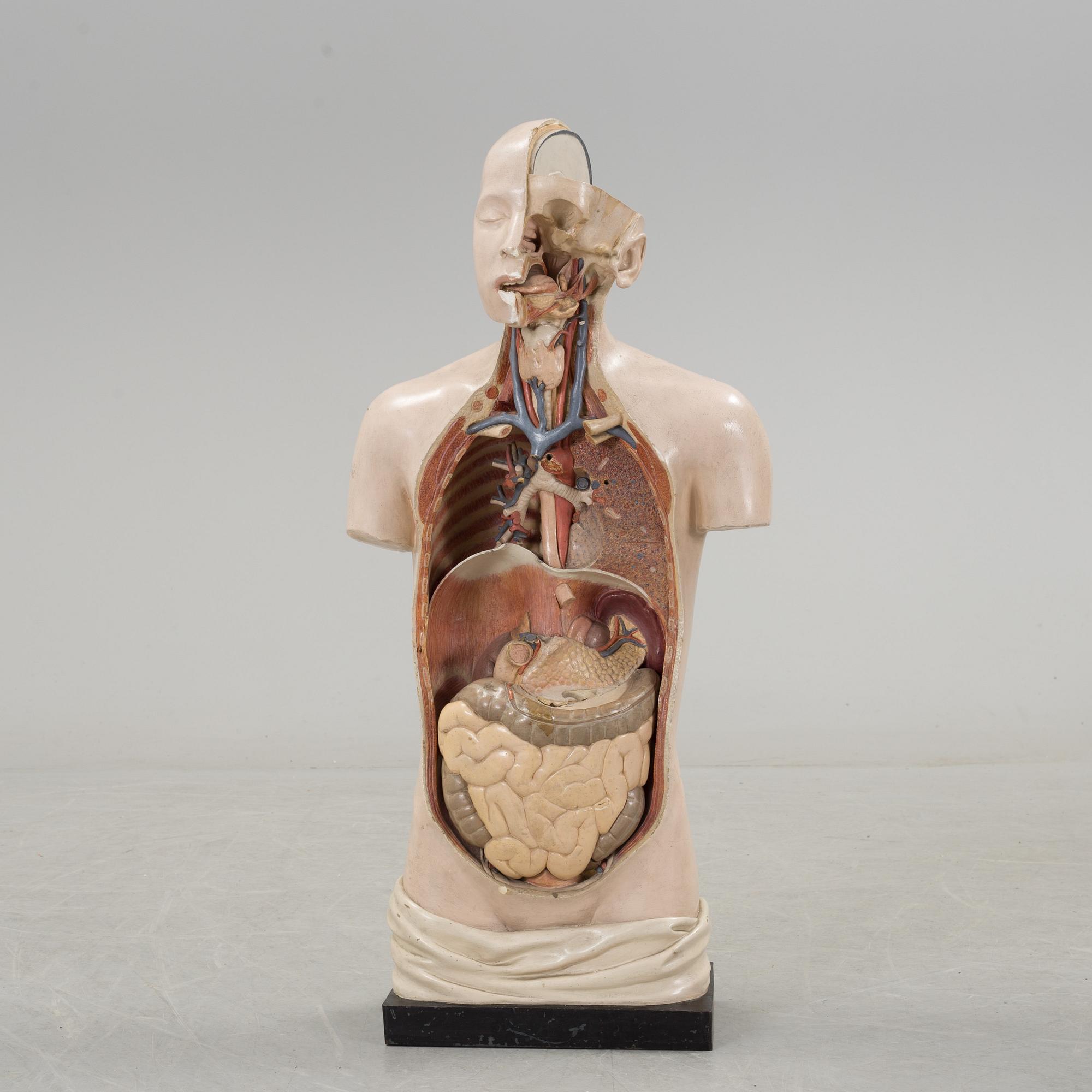 An anatomical model by Franz Jos. Steger, Leipzig, mid 20th century.