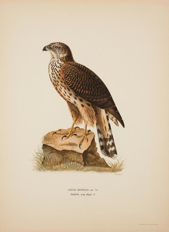 LITOGRAFISKA TRYCK, 50 st, ur M och W von Wrights "Svenska fåglar", A. Börtzells, Stockholm, 1900-talets första hälft.