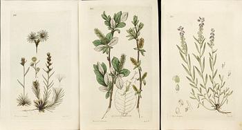 JOHAN PALMSTRUCH,  "Svensk Botanik" 5 häften med 72 st koppargravyrer, ca 1823-1830.