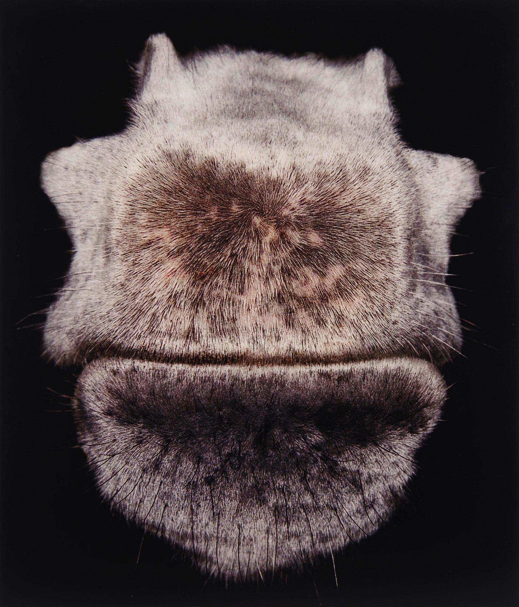 Pernilla Zetterman, "Untitled No 8", 2003.