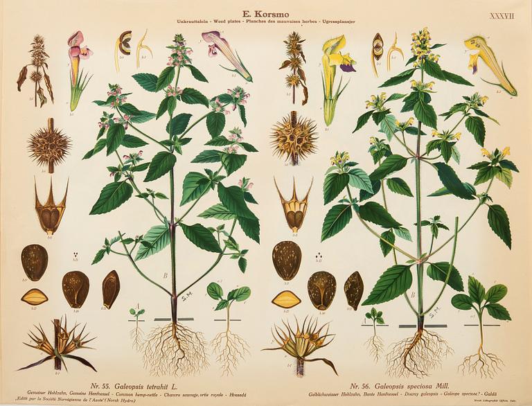 Emil Korsmo, 29 lithographic weed plates.